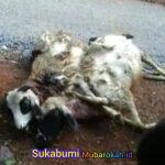 WhatsApp Image 2025-09-07 at 11.36.25
