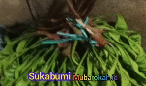 Petai bau tapi Banyak Kandungan Gizinya, Ini Kata Ibu Rumah Tangga