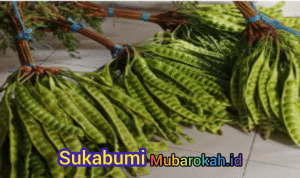 Petai di Tangan Ibu Dwi: Rasa Tradisi, Gizi Berkah dari Dapur