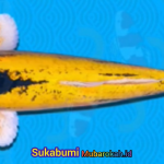 Mengenal Ikan Hias Asli Sukabumi: Domas, Si “Banana Fish” yang Sarat Makna