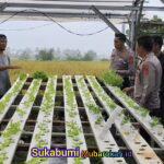 Polres Sukabumi Hidupkan Greenhouse Hidroponik, Ekonomi dan Gizi Terangkat
