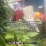 Viral Air Mata Bocah SD saat Bawa Pulang MBG untuk Makan Keluarganya