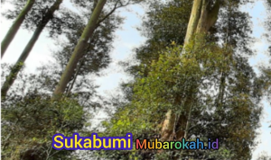 Ramdan Rustarmono Dorong Wisata Edukasi Sejarah di Desa Cicareuh