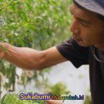 Harga Sayur Lebih Stabil Setelah Ada MBG, Petani Boyolali Harap Program Terus Berlanjut