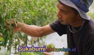 Harga Sayur Lebih Stabil Setelah Ada MBG, Petani Boyolali Harap Program Terus Berlanjut