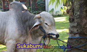 WhatsApp Image 2026-05-29 at 06.26.28