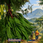 Cikakak Sukabumi Dari Durian ke Petai, Potensi Lokal yang Menyehatkan serta Banyak Digemari Masyarakat