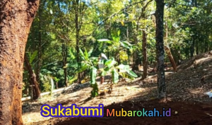 Dari Alam ke Pasar Potensi Kebun Kecamatan Cikakak Sukabumi Tingkatkan Kesejahteraan