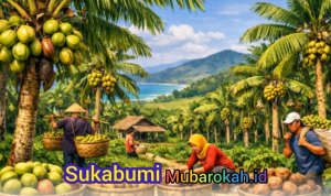 Dari Santan hingga Minyak, Kelapa Desa Cibodas Jadi Berkah Ekonomi Sukabumi