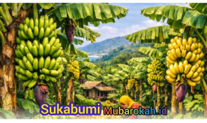 Semangat Sukabumi Mubarokah, Hasil Bumi Desa Cibodas Palabuhanratu Jadi Penggerak Ekonomi Lokal